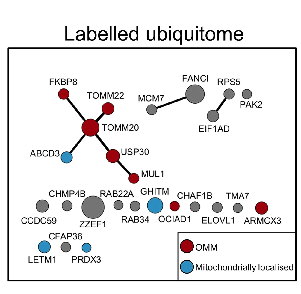 Open access visualization of Network, Pathway, Cytoscape String Analysis, K-epsilon-GG Peptides, Compound39