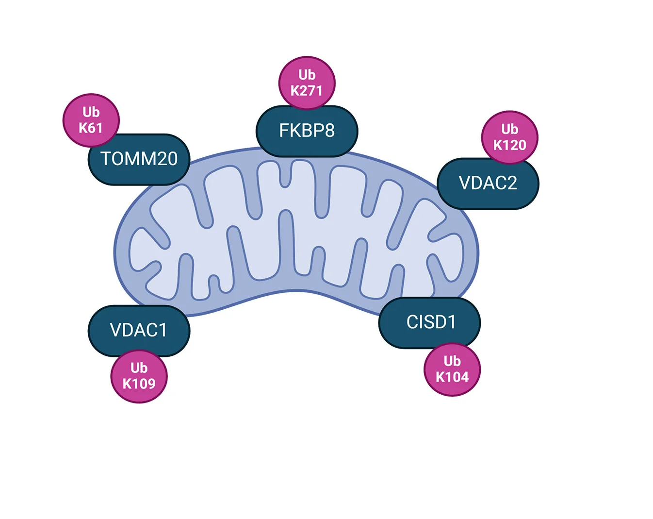 Open access visualization of Workflow, Illustration, K-epsilon-GG Sites, Proximal Ubiquitome, Ubiquitination