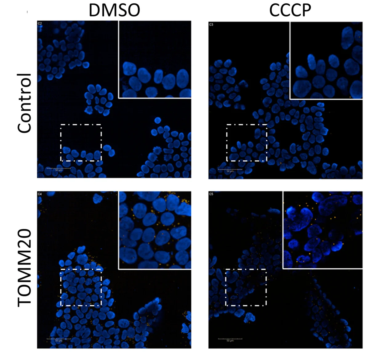 Open access visualization of Microscopy, Proximity Ligation Assay, HEK293 Cells, FLAG-USP30, TOMM20 Antibody