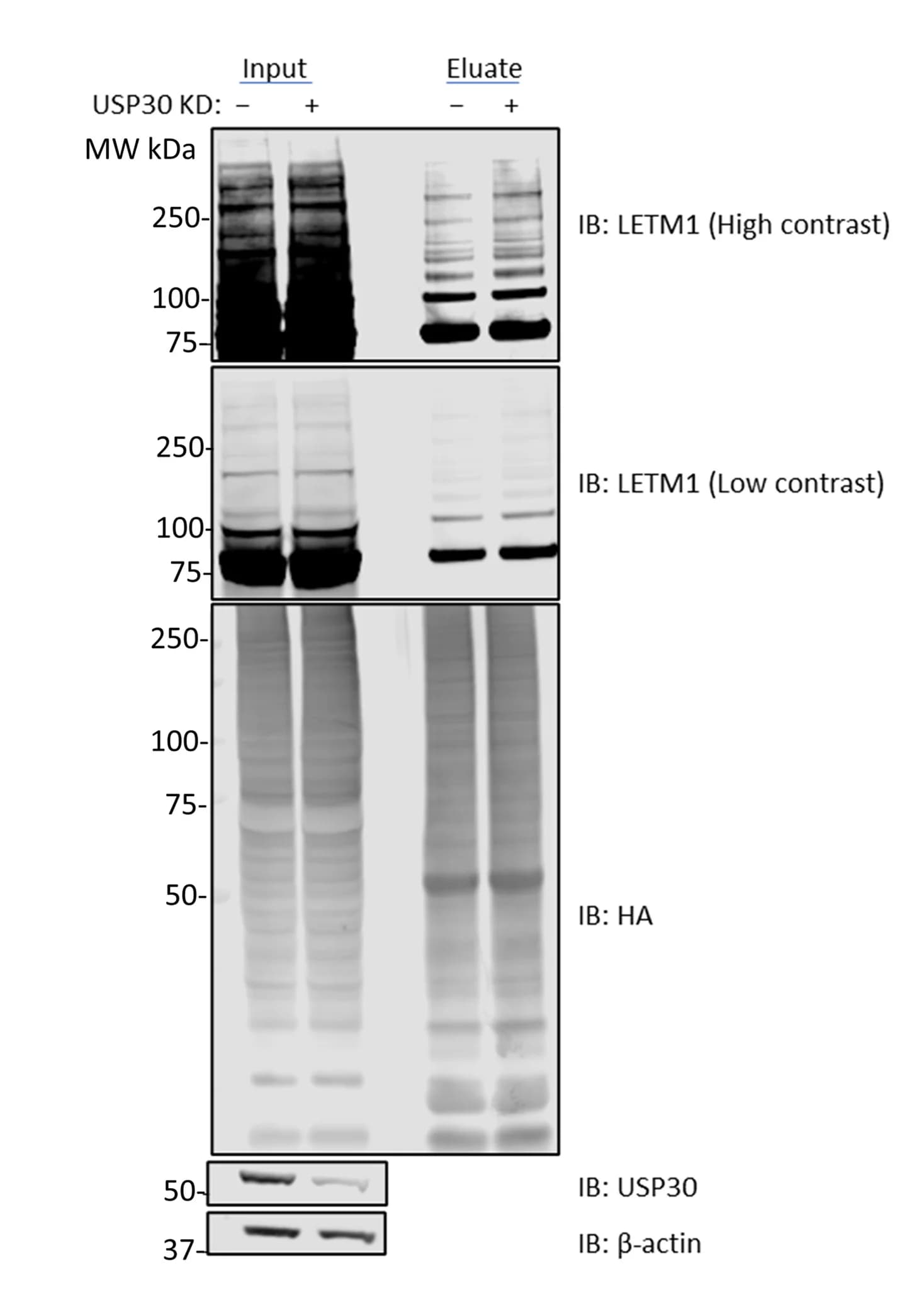 Open access visualization of Gel, HA-Ubiquitin, Pull-down, HEK293T Cells, siRNA