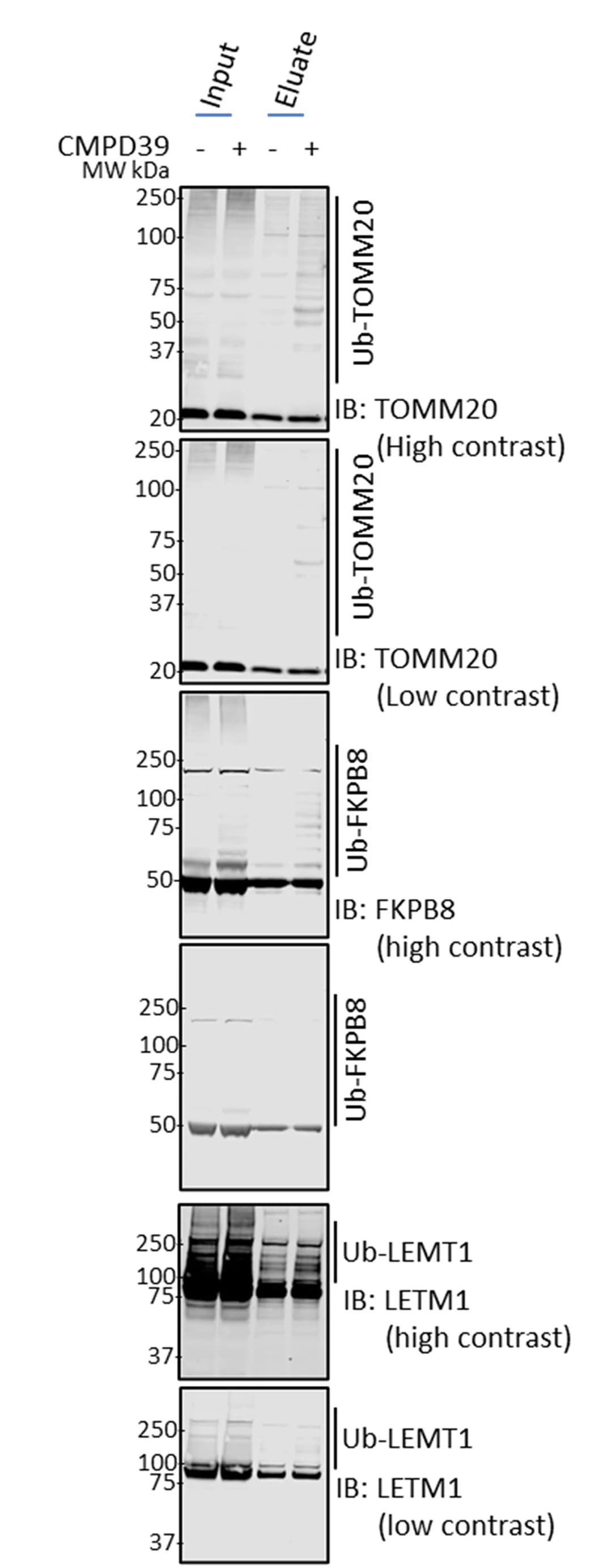 Open access visualization of Gel, TUBE, Pull-down, HEK293T Cells, CCCP