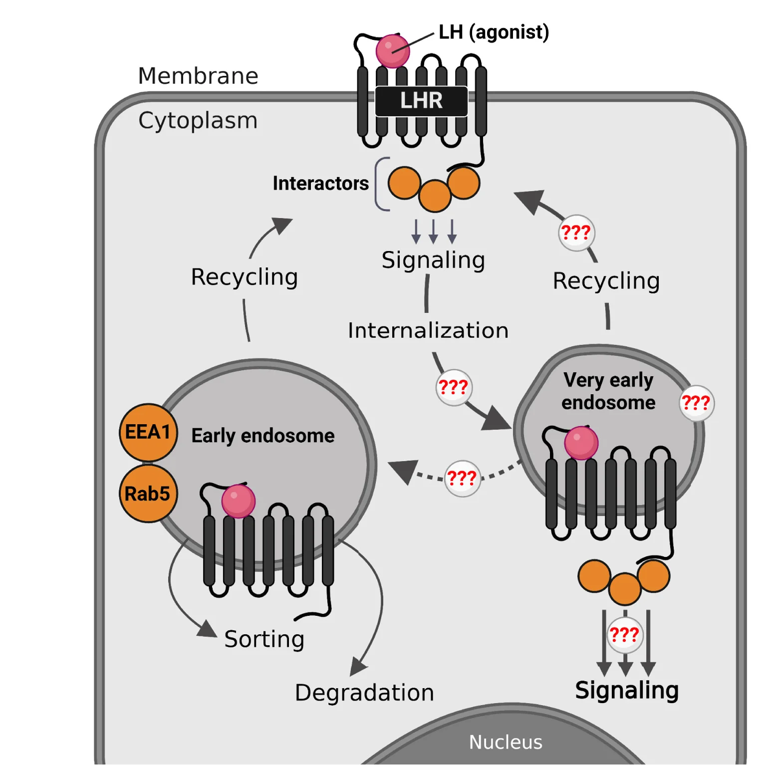 Open access visualization of Workflow, Illustration, LHR, Signaling, Trafficking