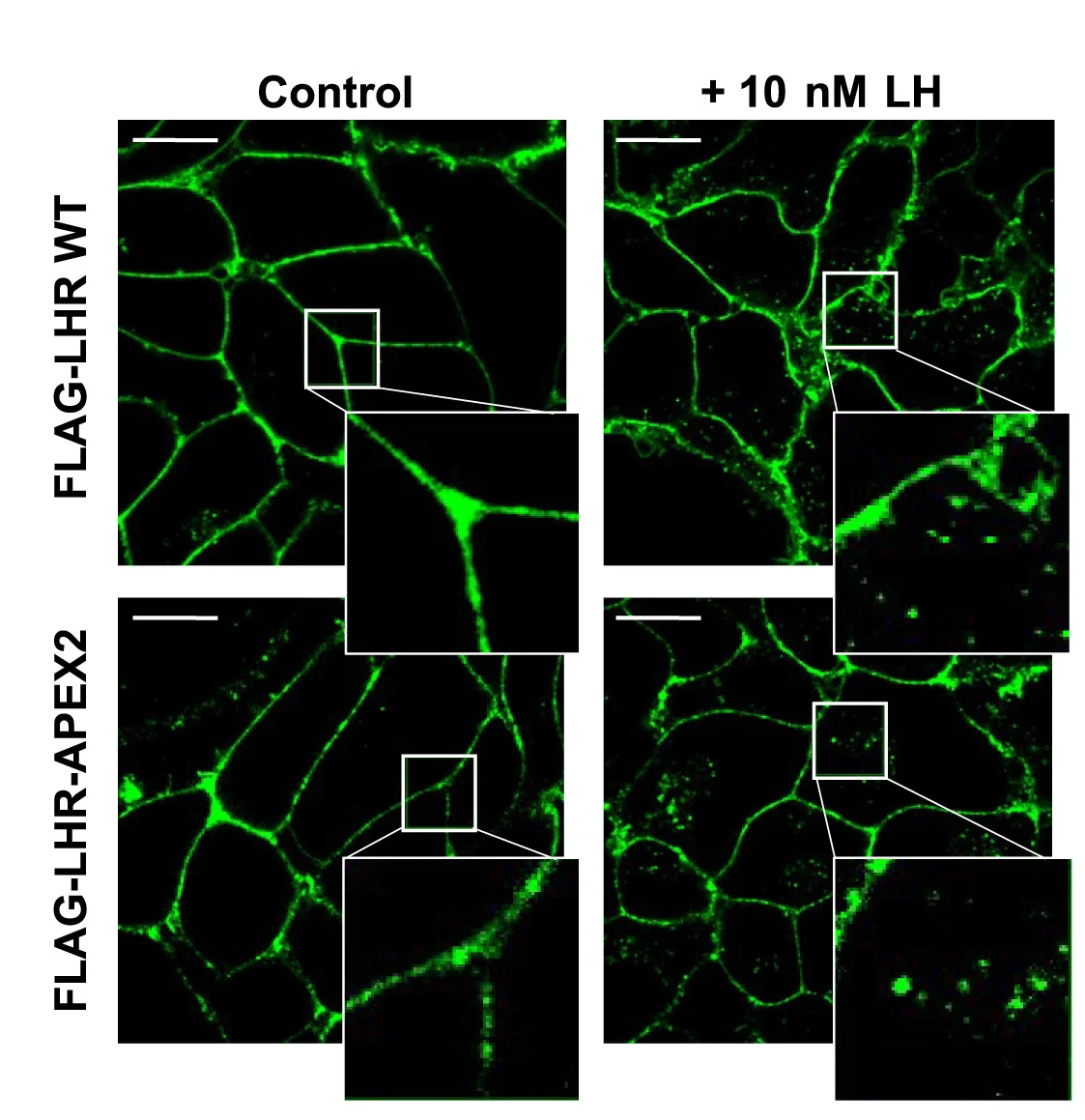 Open access visualization of Microscopy, LHR-APEX2, Confocal Microscopy, Trafficking, HEK293 Cells