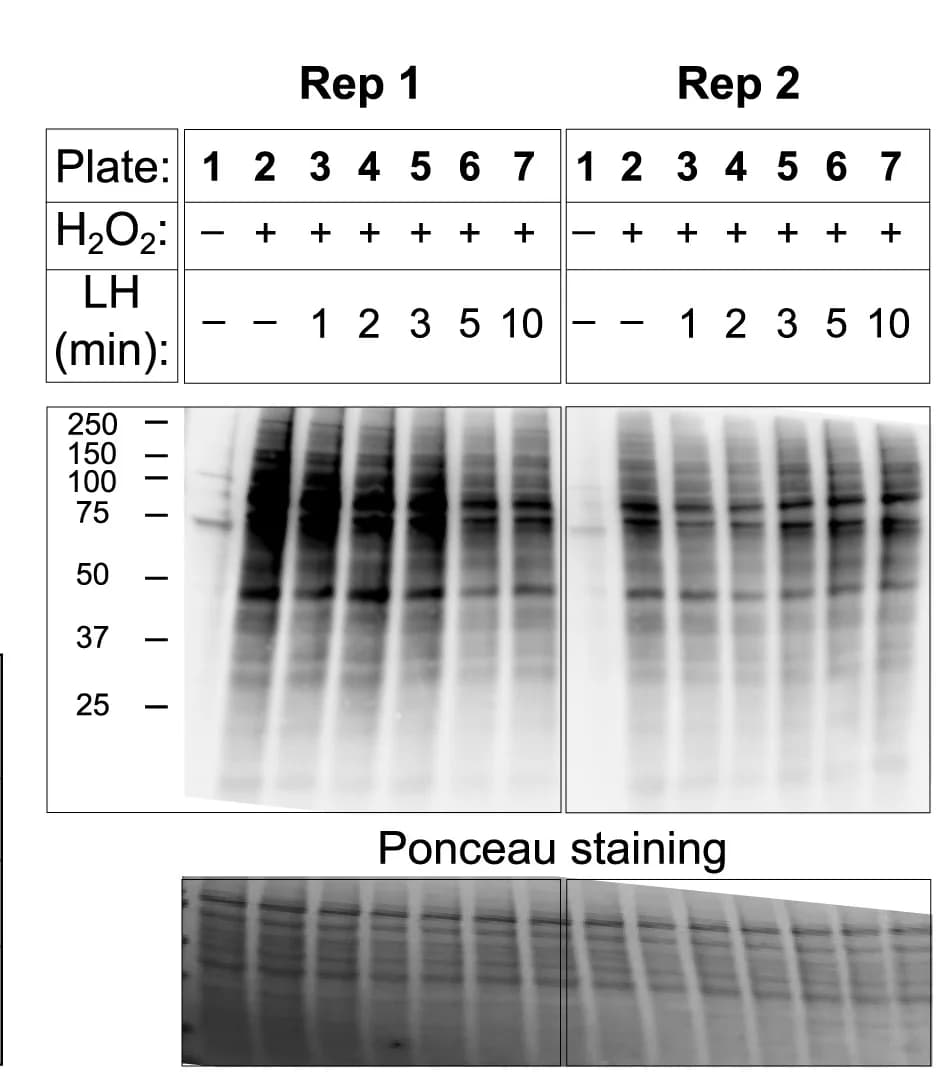Open access visualization of Gel, Biotinylated Proteins, Western Blot, Neutravidin-HRP, Biotinylation