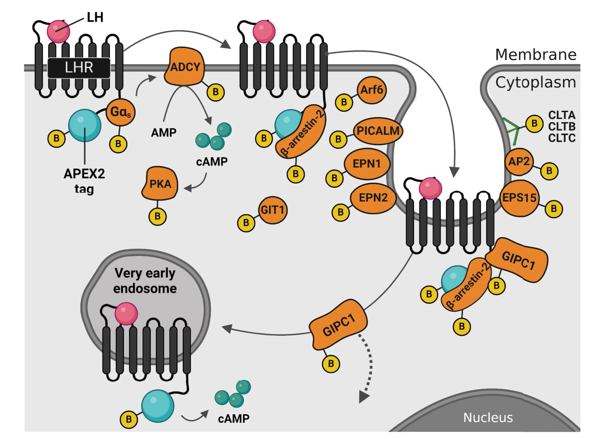 Open access visualization of Workflow, Illustration, LHR Interactors, Proteomic Analysis, GIPC1 Protein