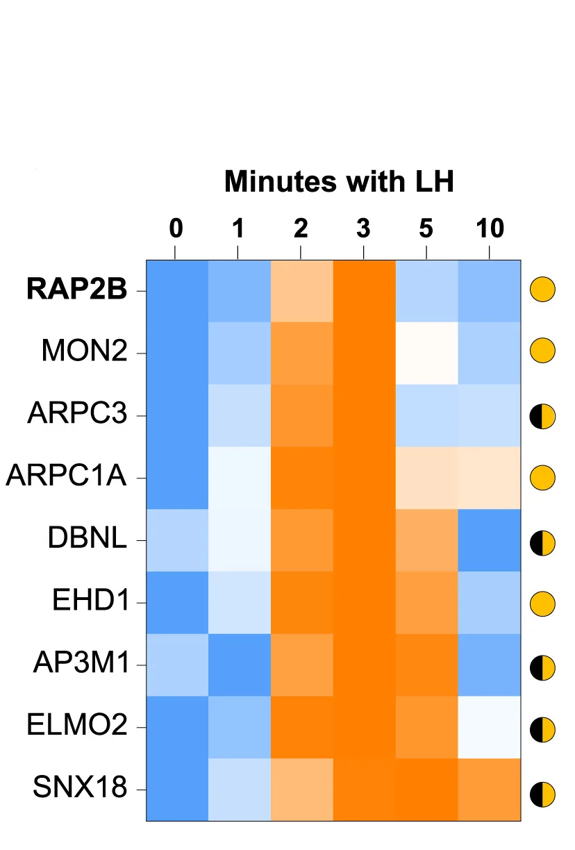 Open access visualization of Heatmap, Interaction Profiles, Knock-Downs, Decreased cAMP, LHR Signaling