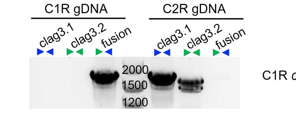 Open access visualization of Gel, PCR Validation, clag3 fusion, Compound 1-resistant line, C1R