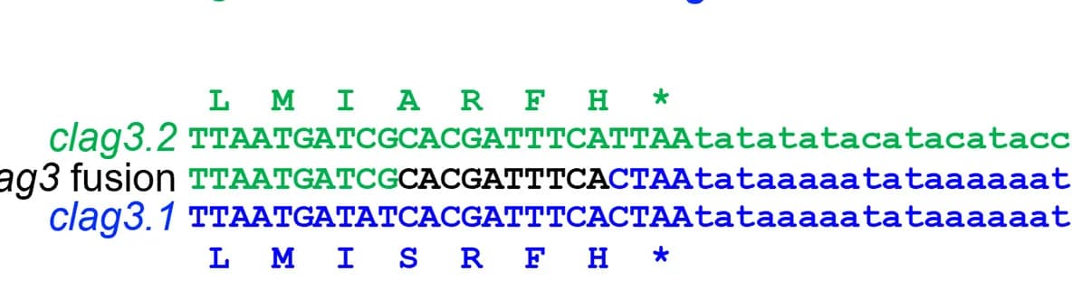 Open access visualization of Illustration, Recombination Site, Nucleotides, clag3.1, Sequencing
