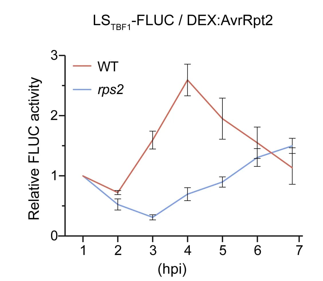 Open access visualization of Line Plot, Error Bars, Translational Dynamics, LSTBF1-FLUC reporter, Genotype