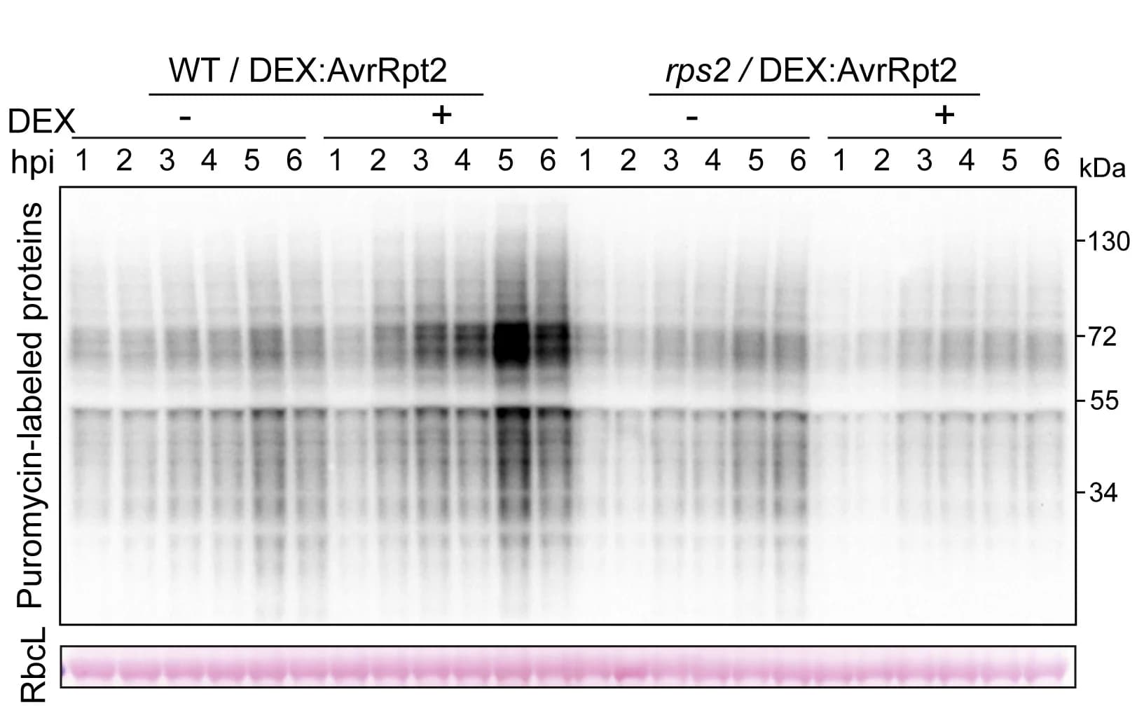 Open access visualization of Gel, Protein Synthesis, SUnSET Assay, Leaf Discs, DEX