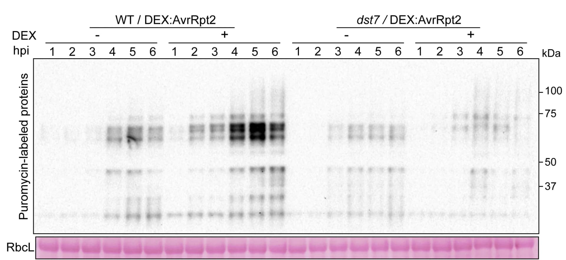 Open access visualization of Gel, SUnSET Analysis, WT, dst7, DEX:AvrRpt2