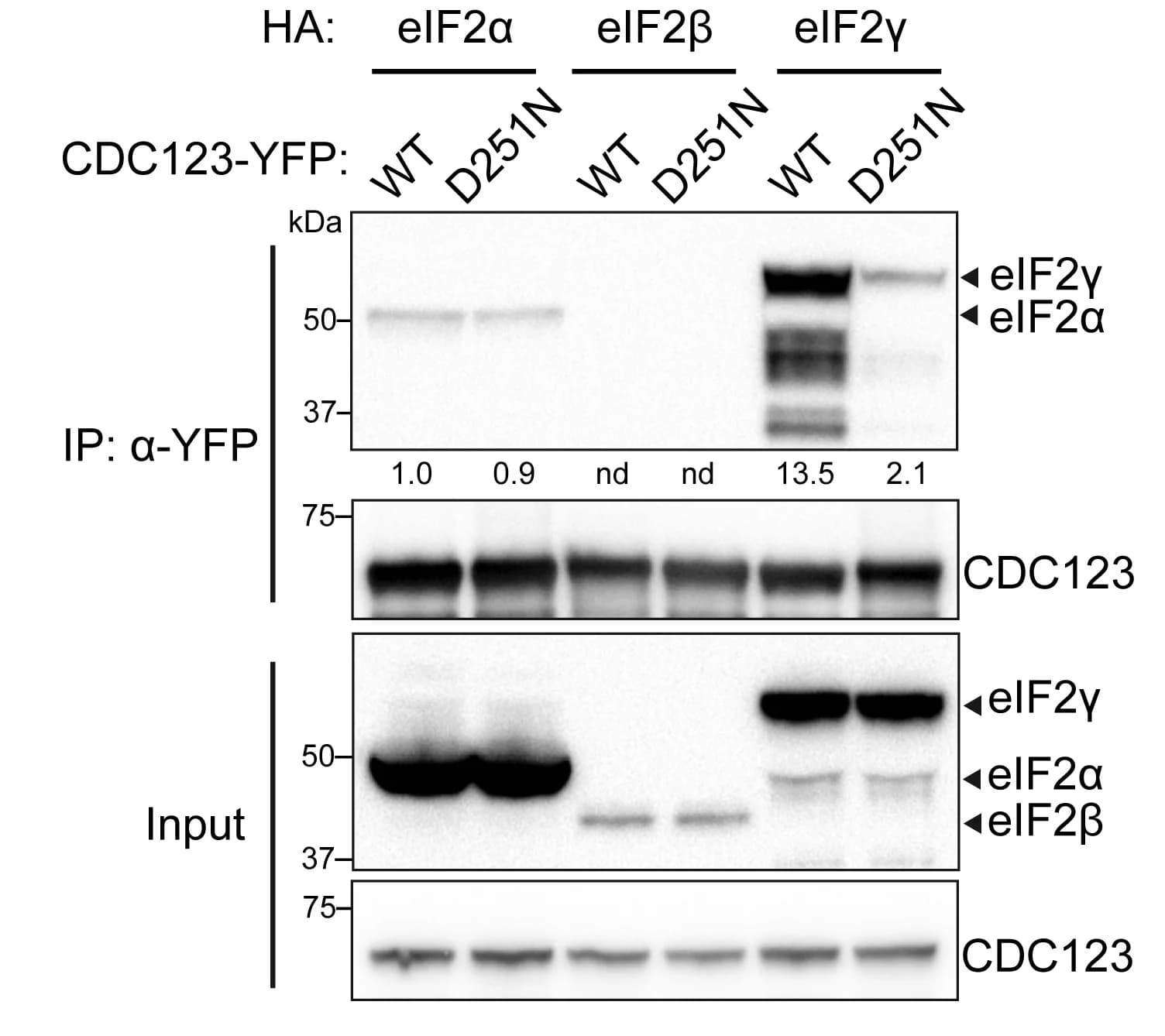 Open access visualization of Gel, CDC123, eIF2 subunits, Protein Interactions, N. benthamiana