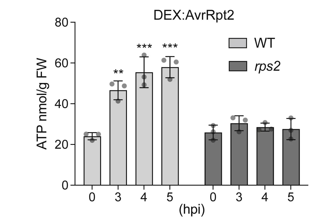 Open access visualization of Bar Plot, Error Bars, Clustered, ATP Levels, ETI