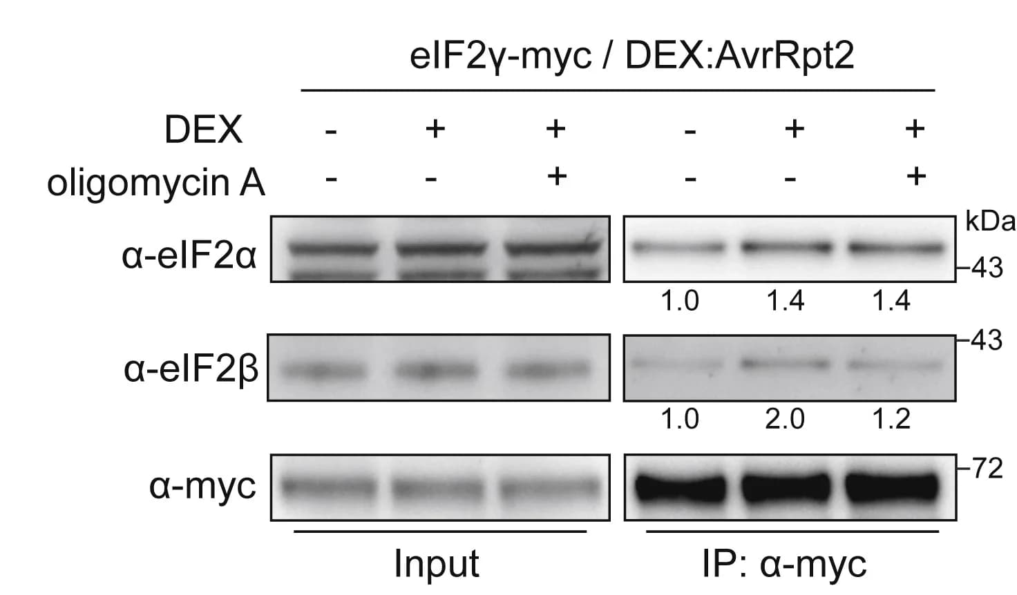 Open access visualization of Gel, Oligomycin A, ETI, eIF2 Assembly, Band Intensity