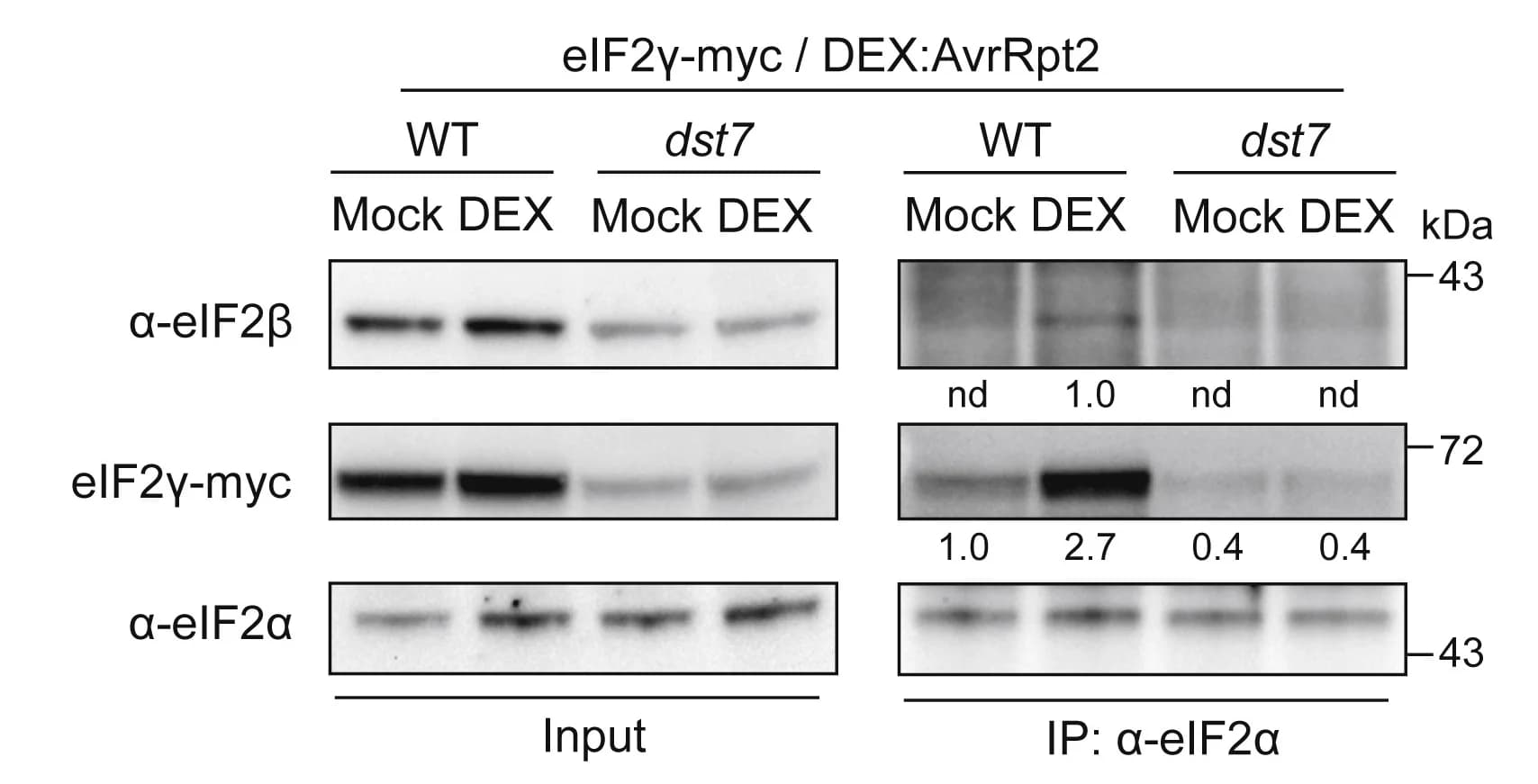 Open access visualization of Gel, eIF2 Complex, WT, dst7 Plants, ETI