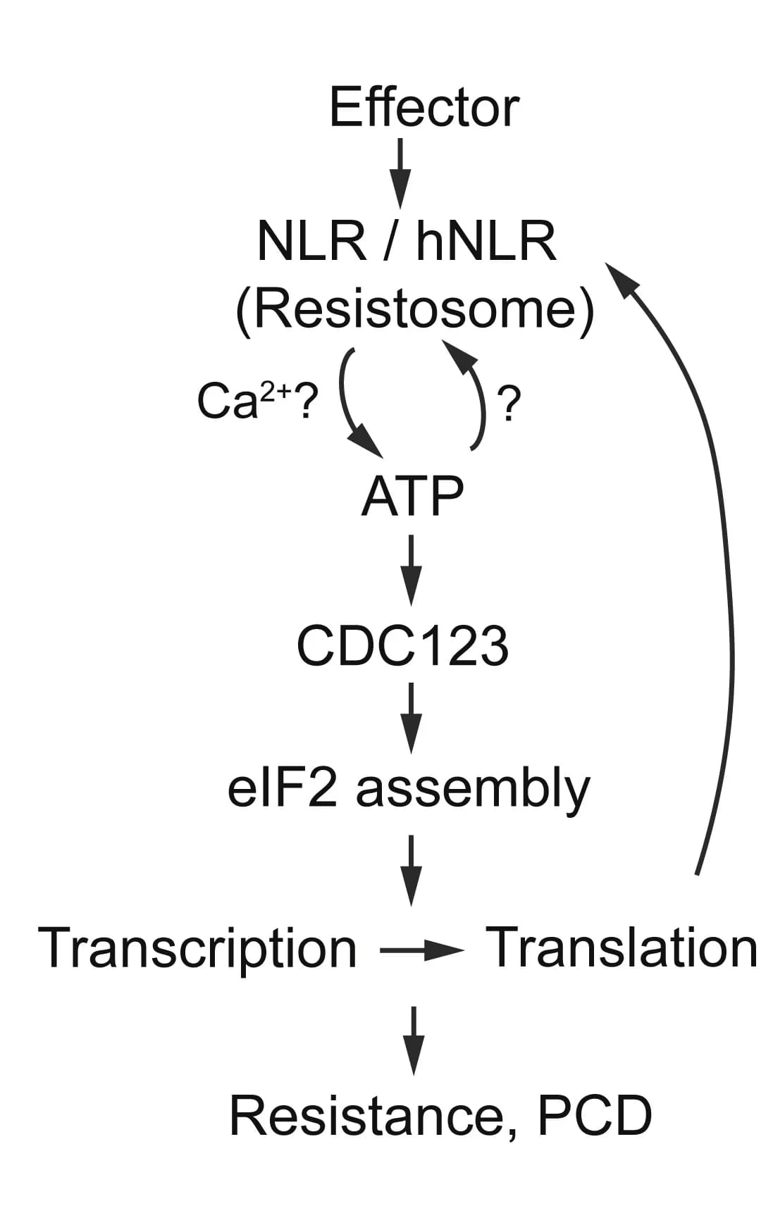Open access visualization of Workflow, Flowchart, Illustration, CDC123, Translation