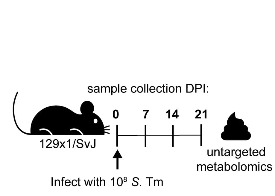 Open access visualization of Workflow, Illustration, Metabolomic profiling, Mice, Fecal metabolomics