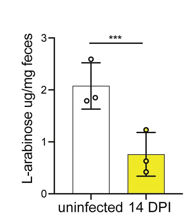 Open access visualization of Bar Plot, Error Bars, L-arabinose, Uninfected Mice, Superspreader Mice