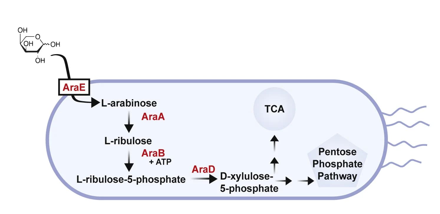 Open access visualization of Workflow, Illustration, L-arabinose, Catabolism, Salmonella enterica