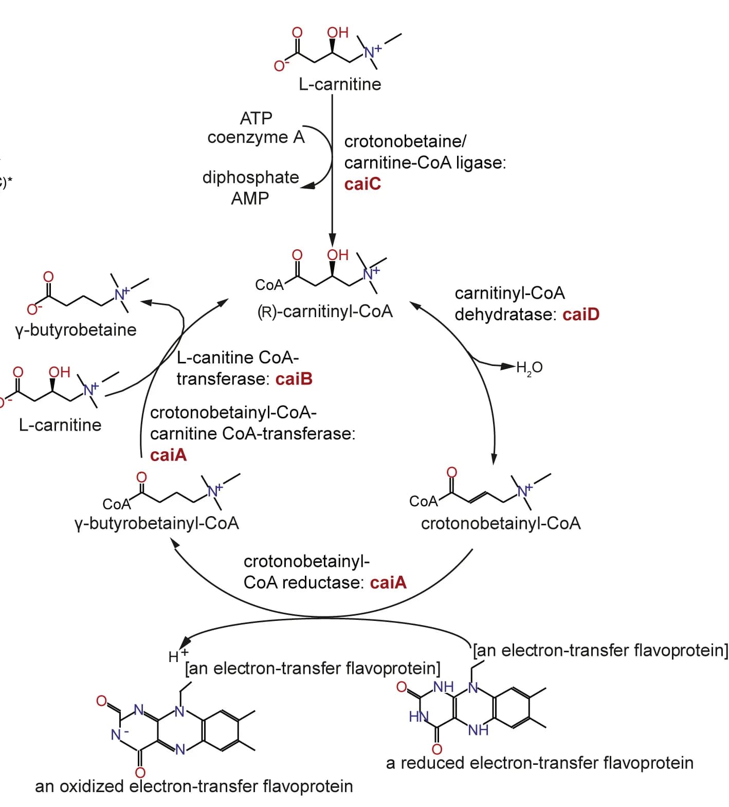 Open access visualization of Workflow, Chemical Structure, L-carnitine, Catabolism, S. Tm