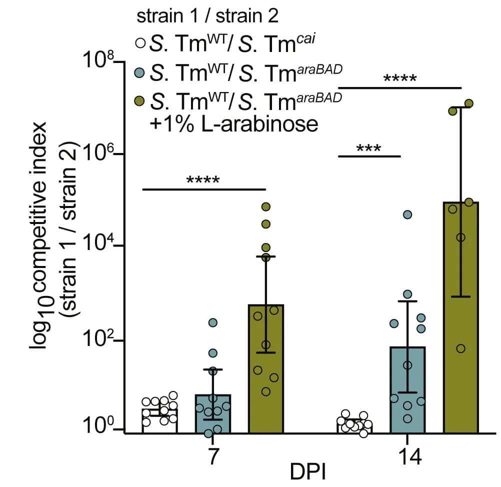Open access visualization of Bar Plot, Error Bars, Scatter Plot, Mice, Strains