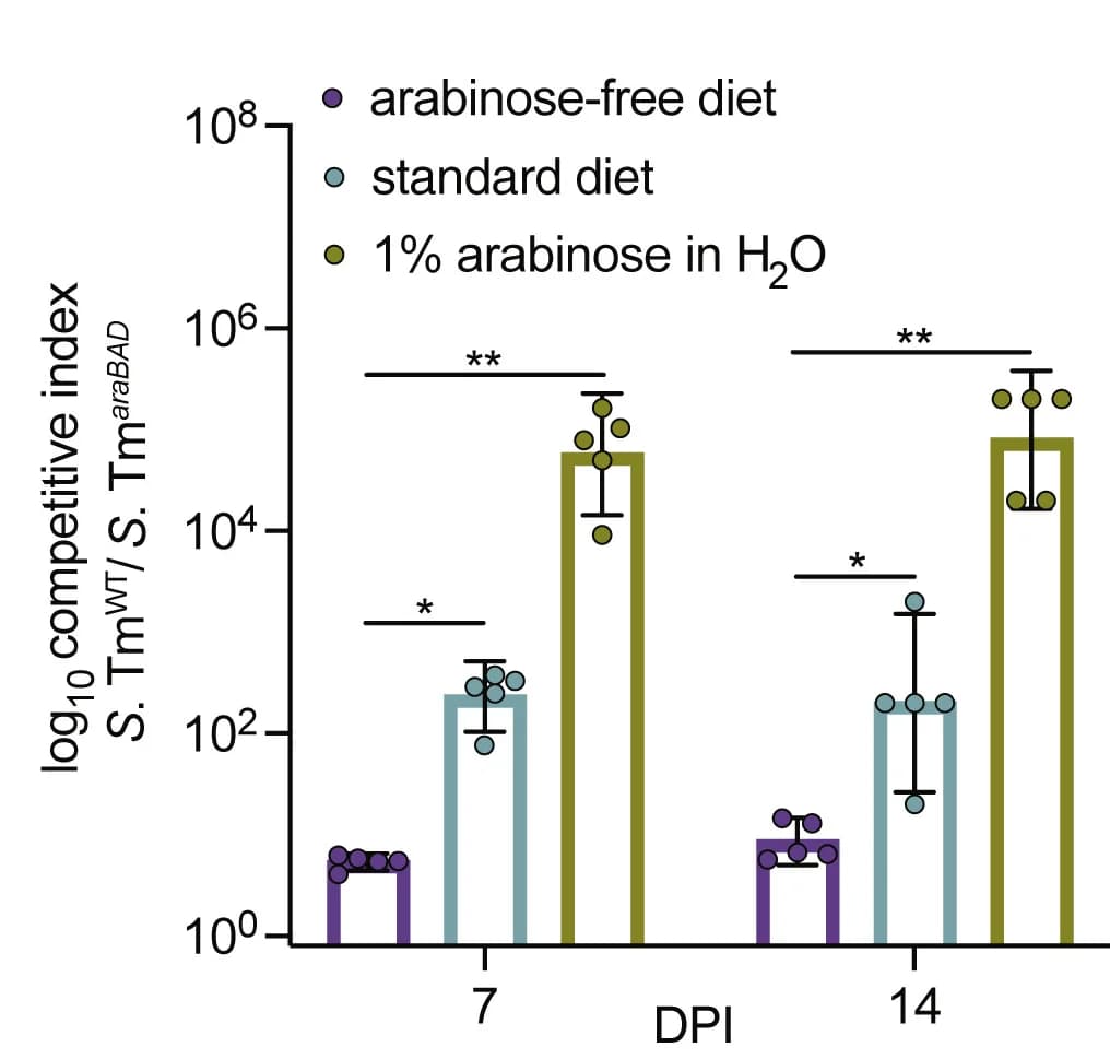 Open access visualization of Bar Plot, Error Bars, Germ-free mice, Dietary conditions, S. TmorgAssa