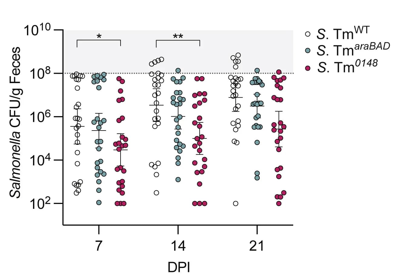 Open access visualization of Scatter Plot, Error Bars, Mice, Bacterial Infection, Feces