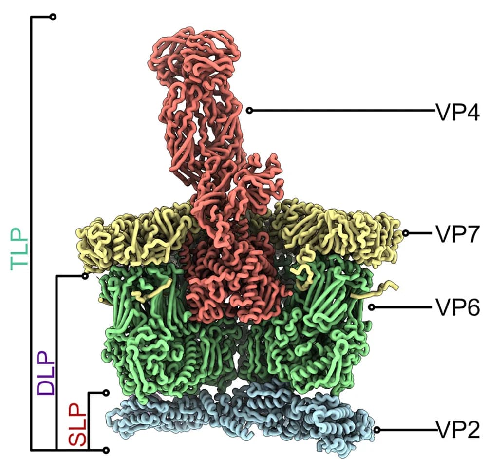 Open access visualization of Protein Structure, Rotavirus Capsid, Protein Subunits, Virion, Assembly Intermediates