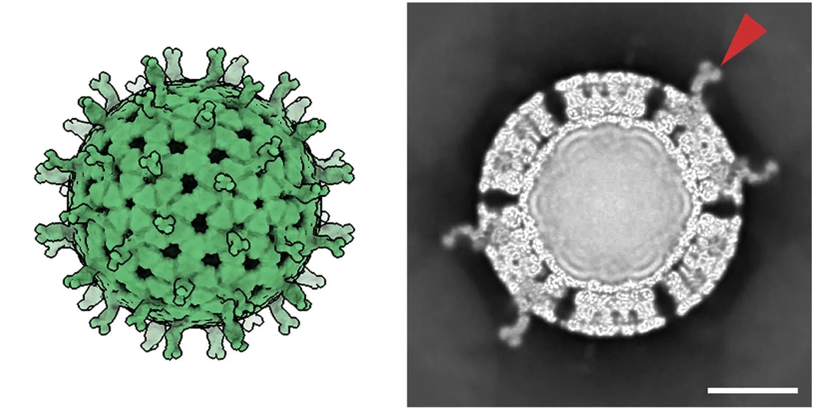 Open access visualization of Microscopy, Protein Structure, TLP, VP4, Conformation