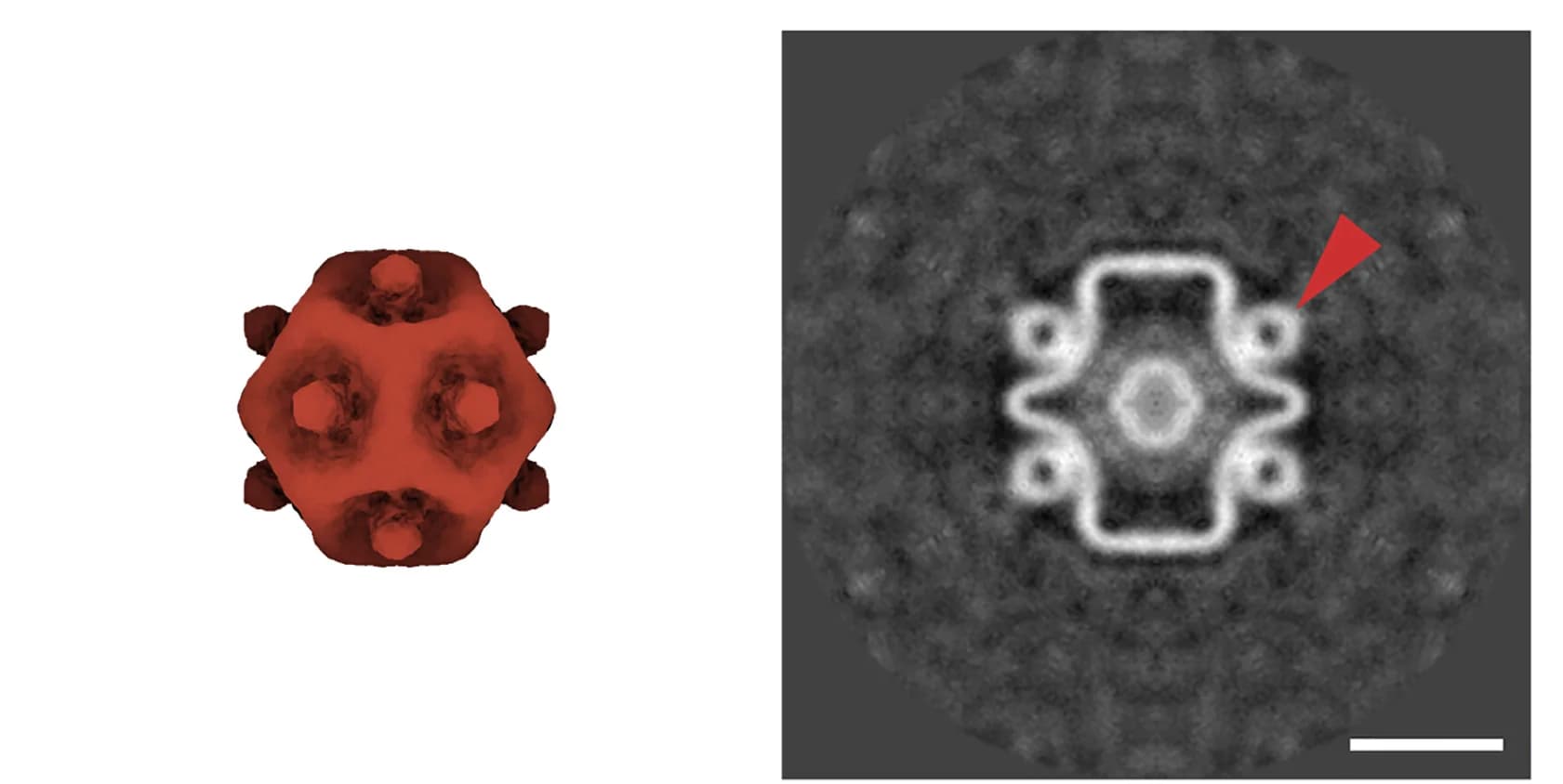 Open access visualization of Microscopy, SLP, Density, 5-fold