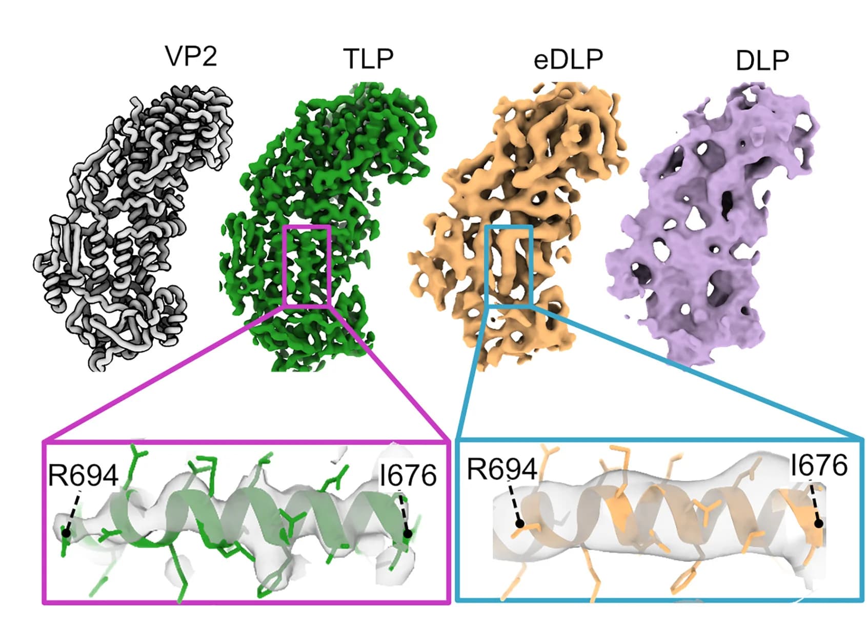Open access visualization of Protein Structure, VP2, Monomer, Pentons, Residues