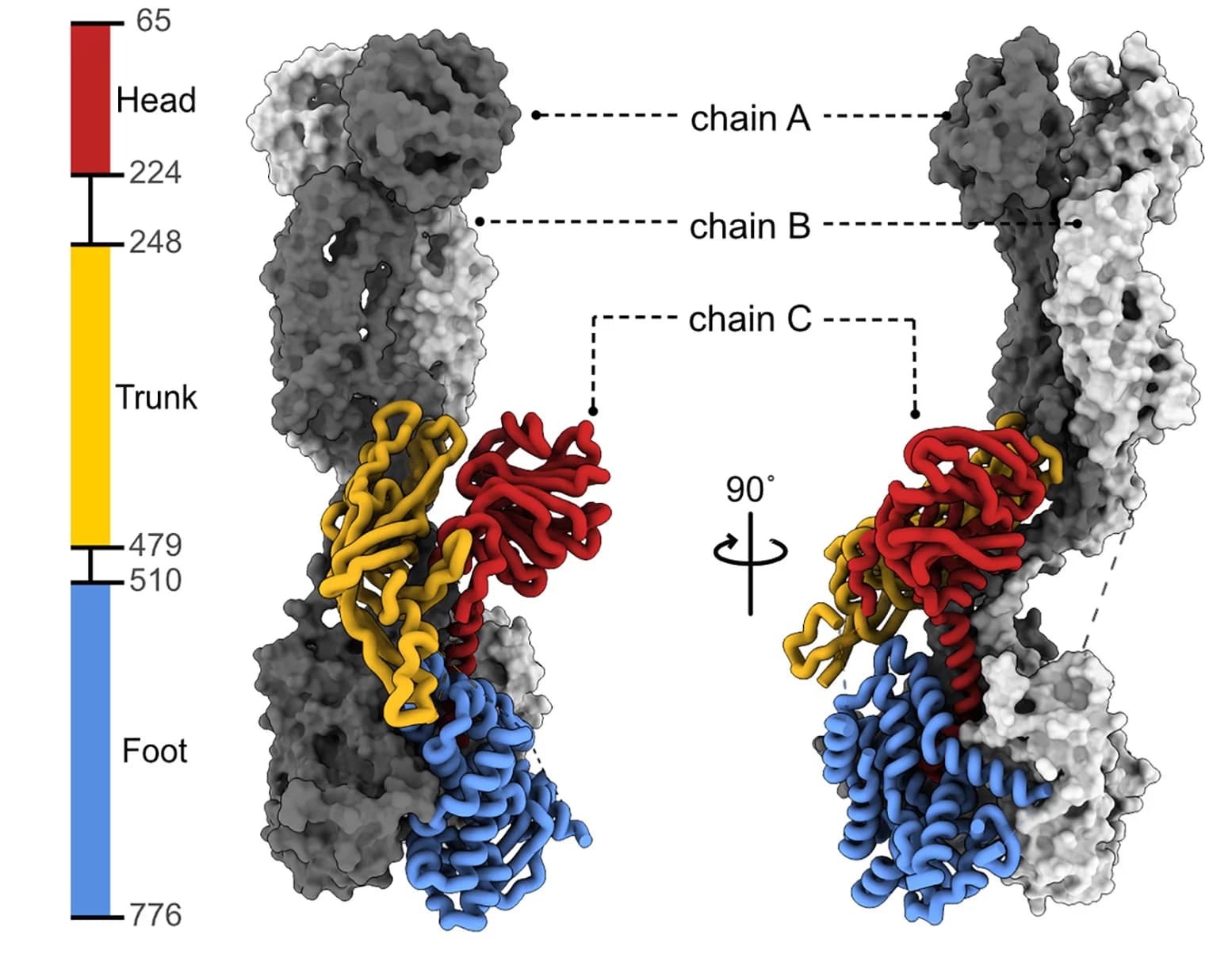 Open access visualization of Protein Structure, VP4 Spike, Chain A, Chain B, Chain C