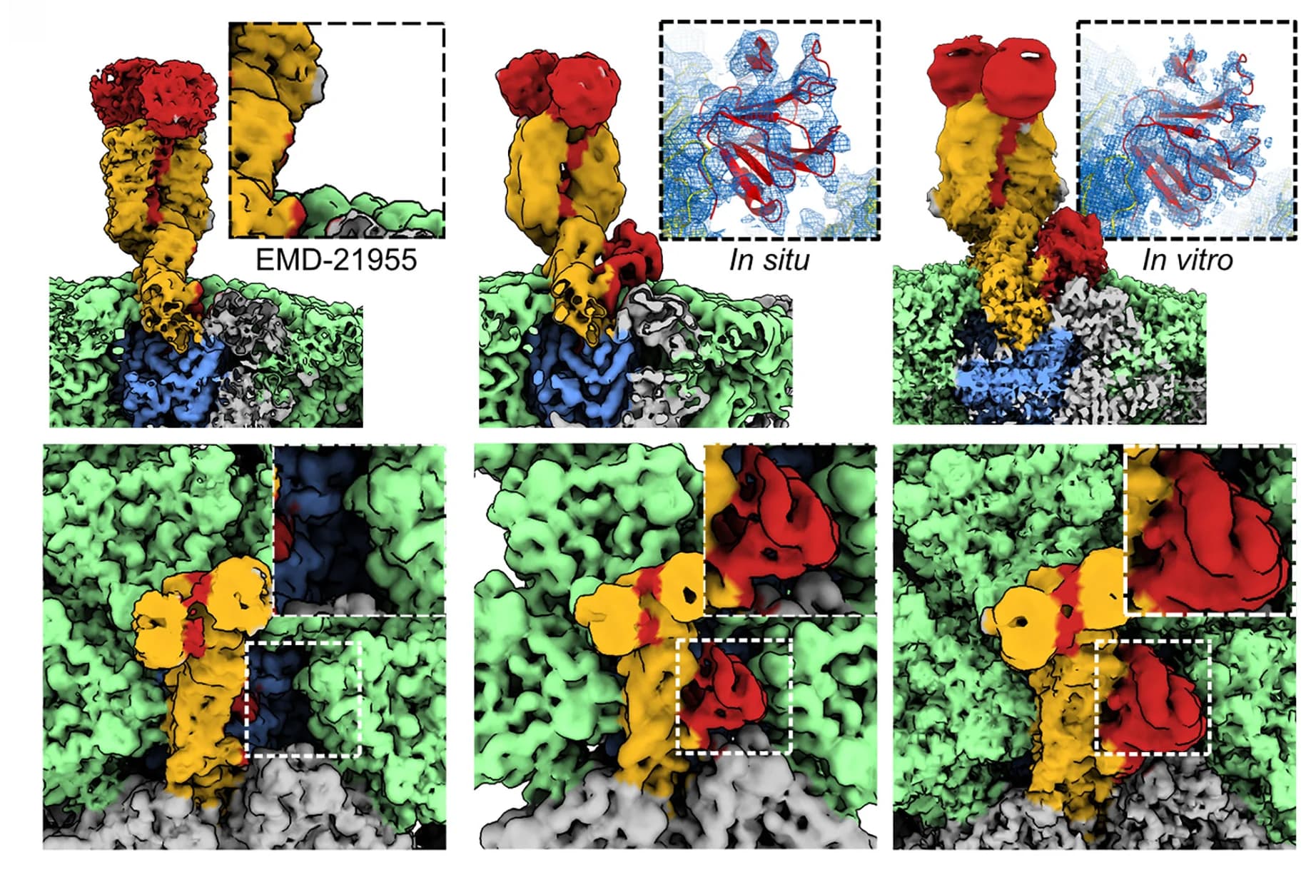 Open access visualization of Protein Structure, VP4 Maps, EMD-21955, In Situ TLP, Gradient Purified TLP