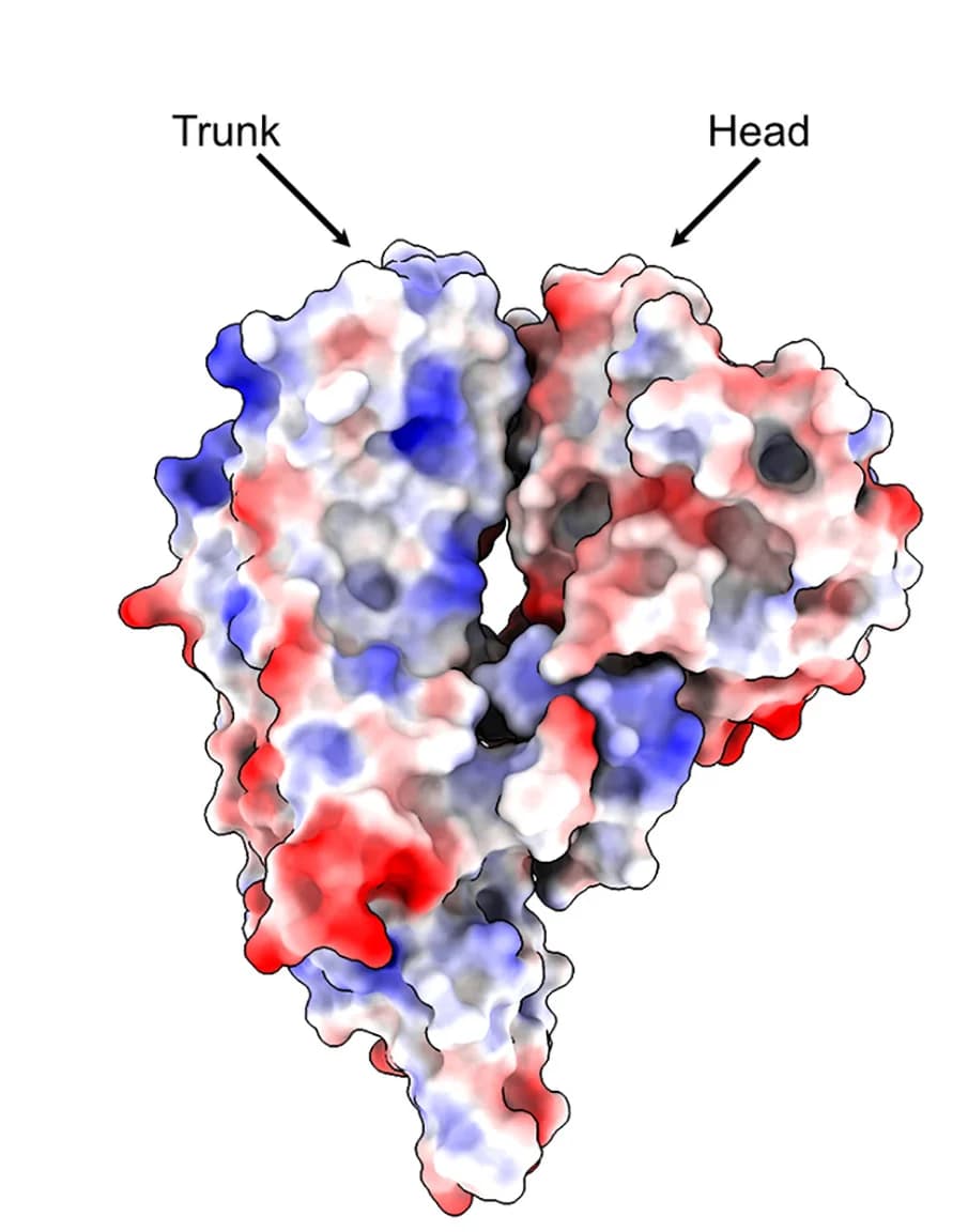 Open access visualization of Protein Structure, Electrostatic Potential, VP4-C
