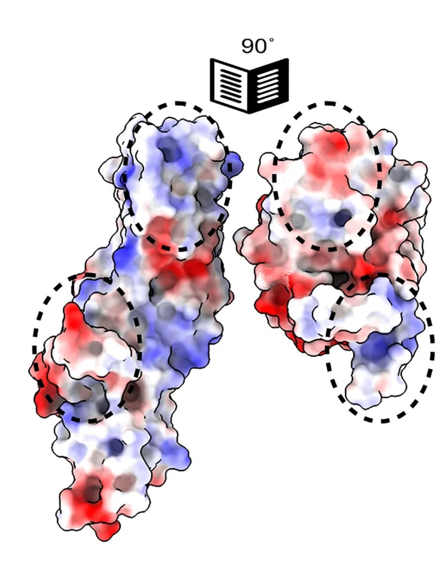 Open access visualization of Protein Structure, Head Domain, Trunk Domain, Charge Complementation