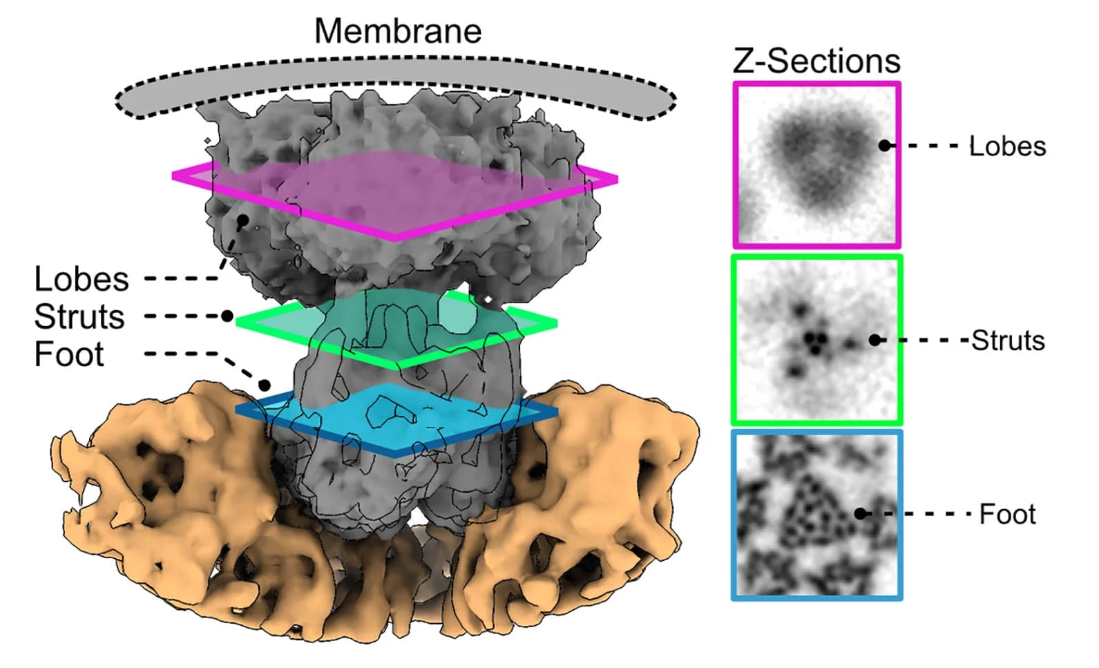 Open access visualization of Protein Structure, Microscopy, eDLP, VP4 Density, VP6 Layer