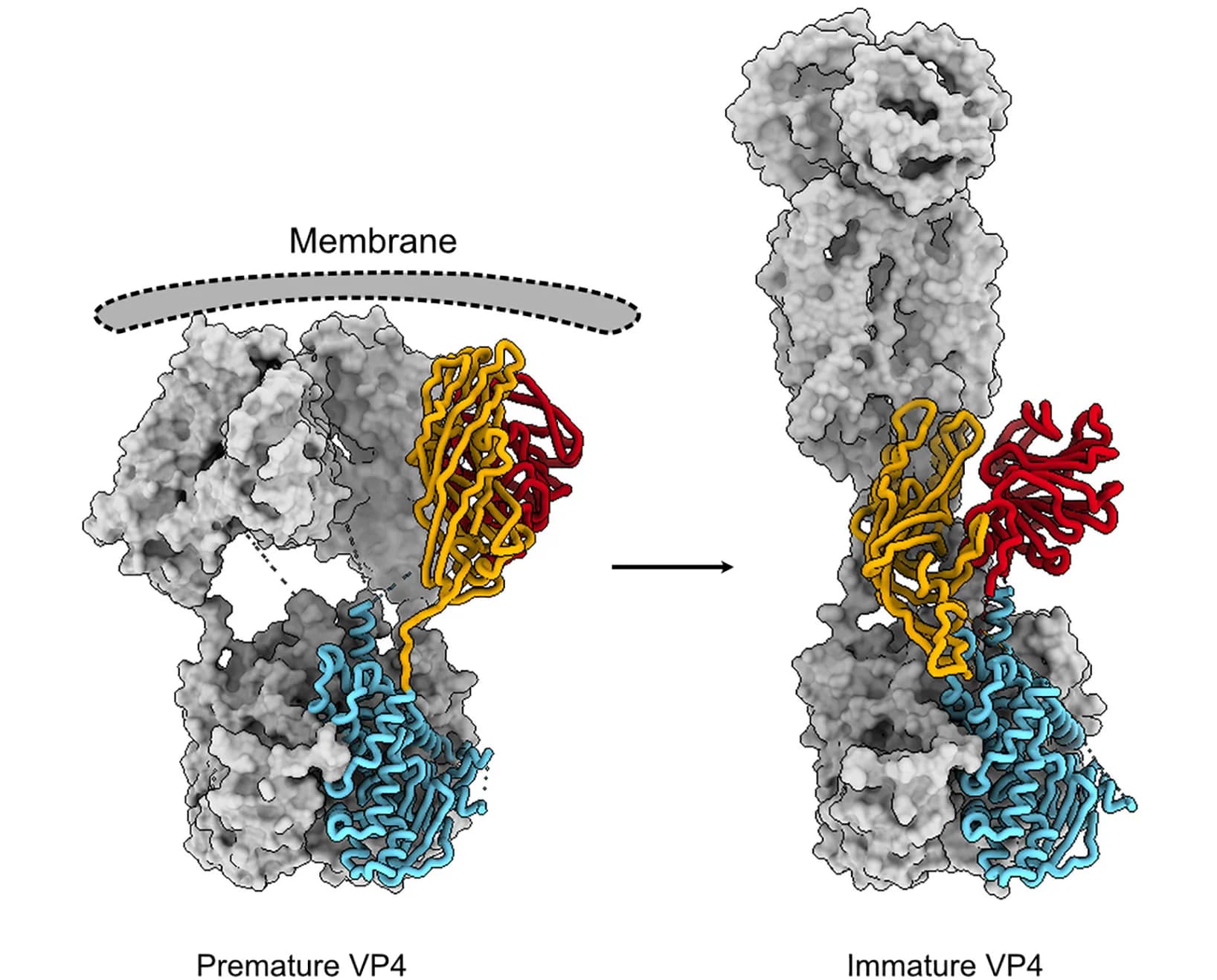 Open access visualization of Protein Structure, Illustration, Pre-mature VP4, Extended VP4, VP4-A Chains