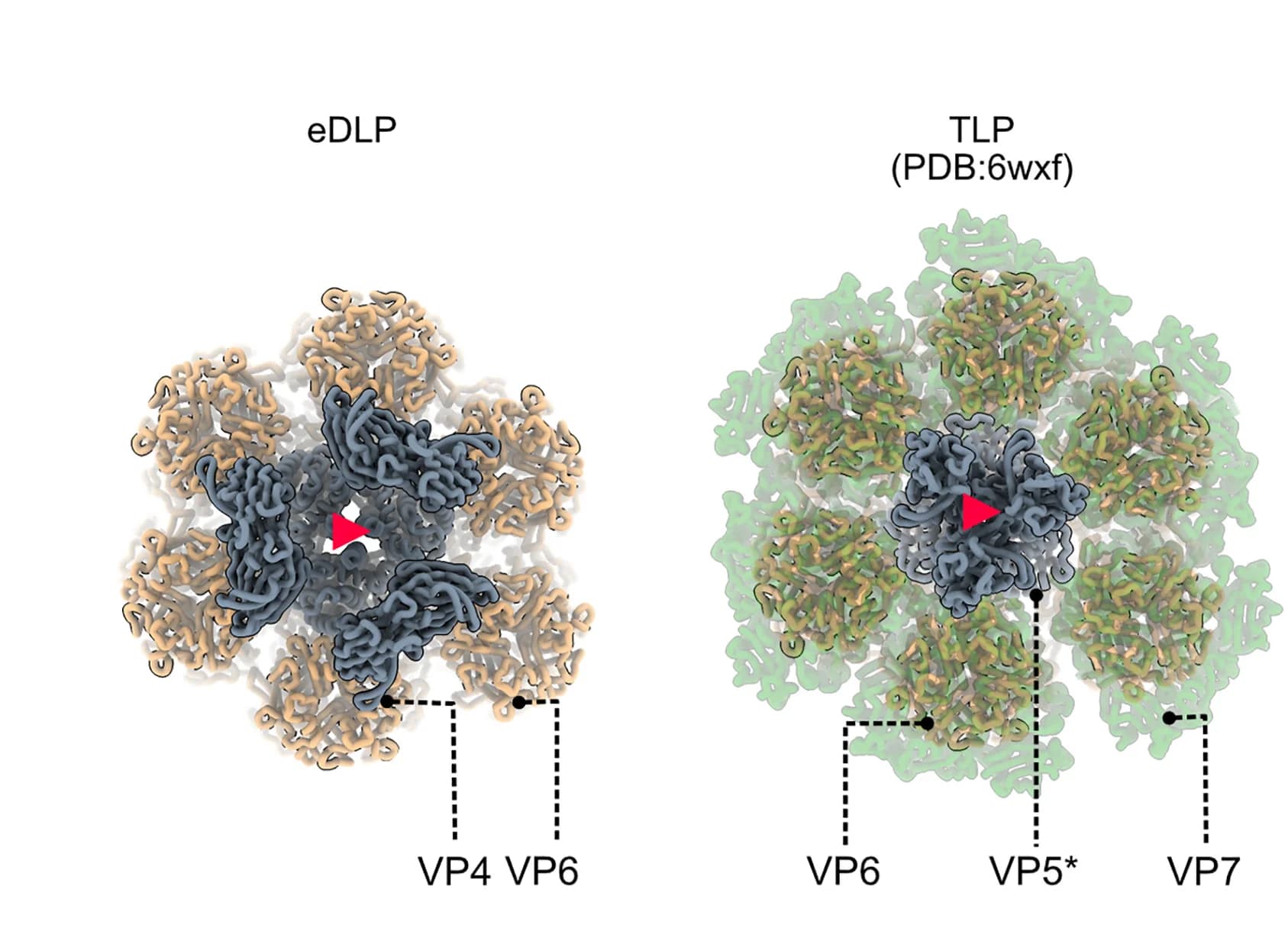 Open access visualization of Protein Structure, VP4, Entry Intermediate, TLP, Pre-mature VP4