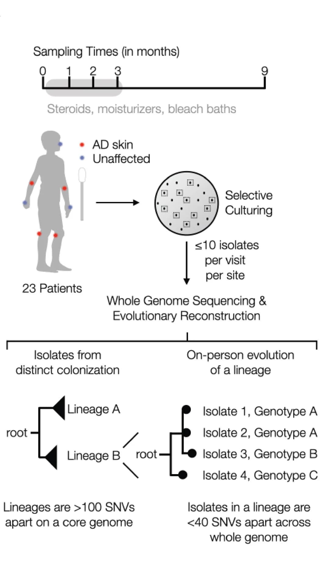 Open access visualization of Workflow, Flowchart, Illustration, Swab Samples, Atopic Dermatitis