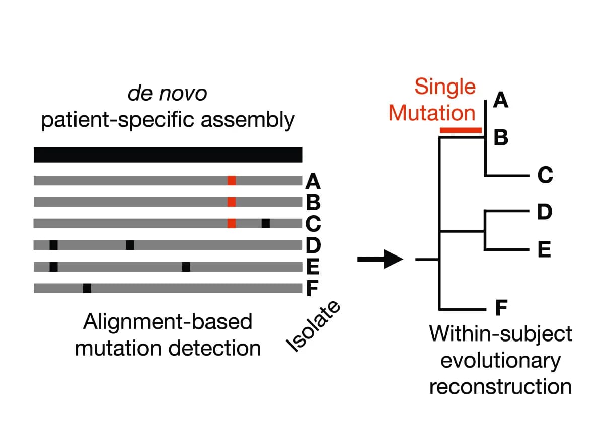 Open access visualization of Workflow, Illustration, Reference Genome, Mutations, Phylogenetic Trees