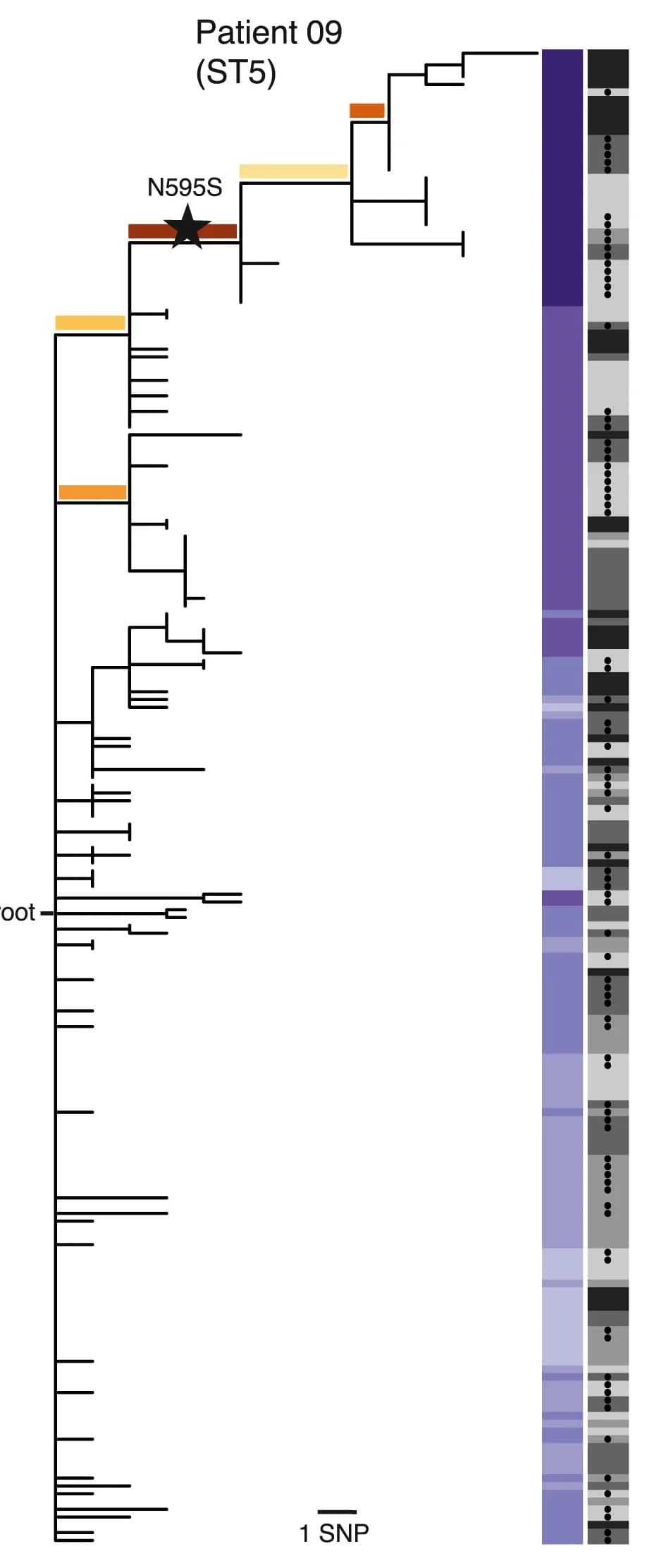 Open access visualization of Line Plot, Heatmap, Maximum Parsimony Tree, Evolution, Isolates