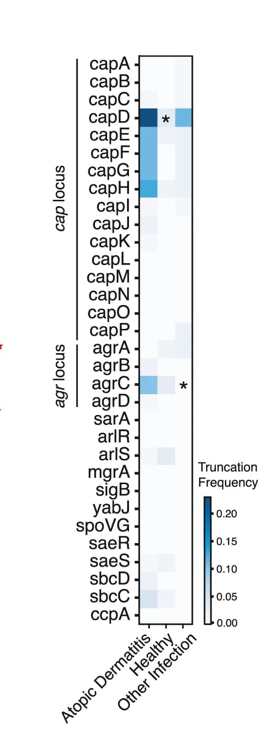 Open access visualization of Heatmap, Capsule Regulation, Isolates, Atopic Dermatitis, Fisher’s Exact Test