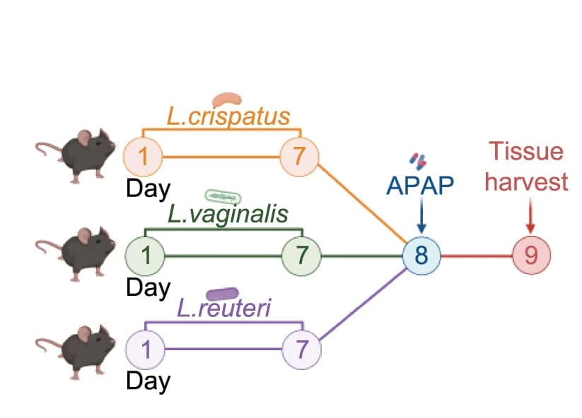 Open access visualization of Workflow, Flowchart, Flow diagram, Experimental approach, Mice