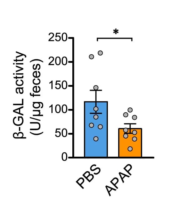 Open access visualization of Bar Plot, Error Bars, Fecal beta-galactosidase activity, Mice, Antibiotic