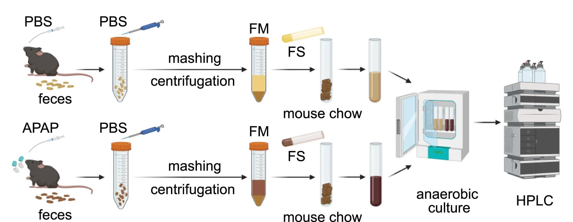 Open access visualization of Workflow, Flowchart, Illustration, Daidzein, Fecal Suspension