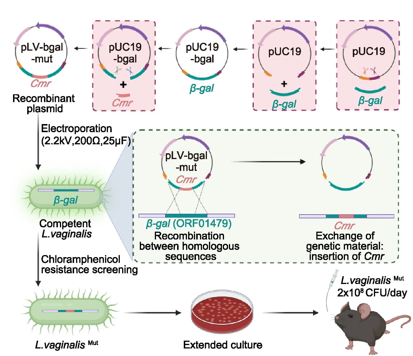 Open access visualization of Workflow, Illustration, L. vaginalis, Mutant Strain, Homologous Recombination