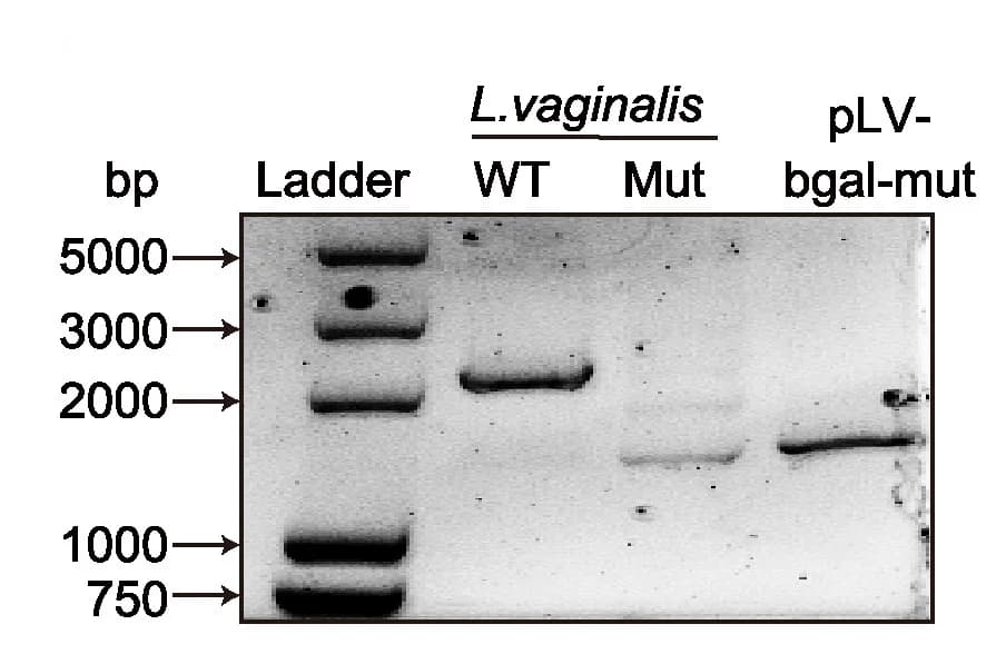 Open access visualization of Gel, PCR, L. vaginalis, Mutant Strain
