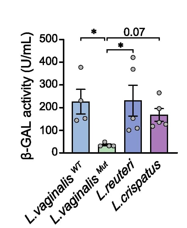 Open access visualization of Bar Plot, Error Bars, Beta-galactosidase Activity, Lactobacillus Strains, Assay