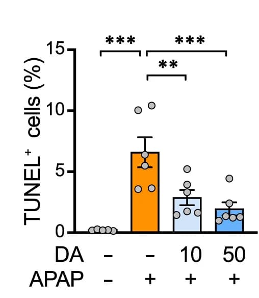 Open access visualization of Bar Plot, Error Bars, H&E Staining, TUNEL Staining, Necrotic Areas