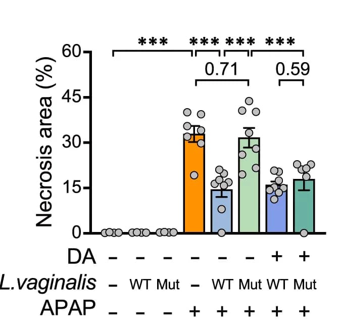 Open access visualization of Bar Plot, Error Bars, Scatter Plot, H&E Staining, TUNEL Staining
